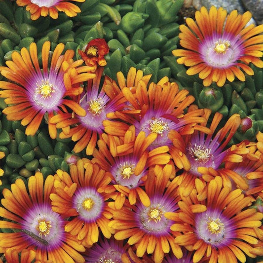 Fire Spinner® Iceplant