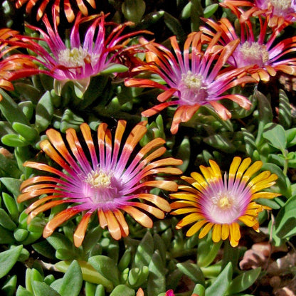Fire Spinner® Iceplant