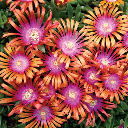 fire spinner ice plant seeds Fire Spinner® Iceplant