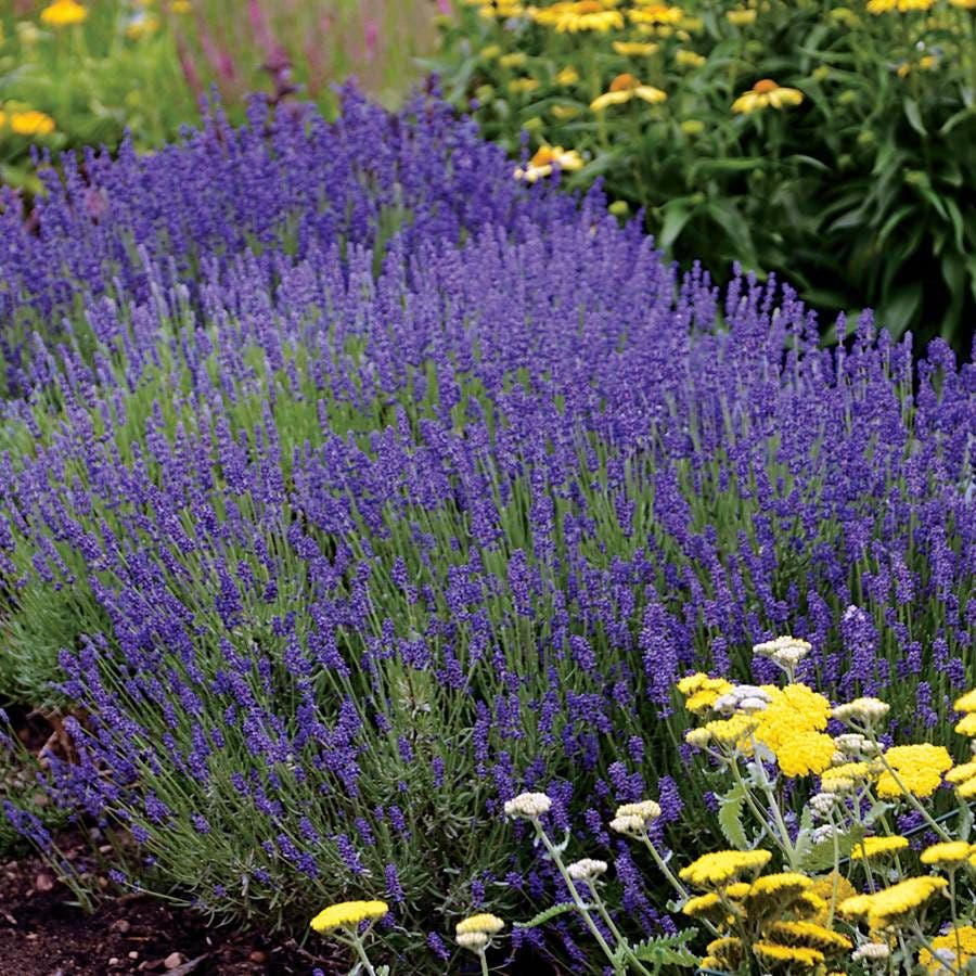 Lavandula 'Hidcote Blue'