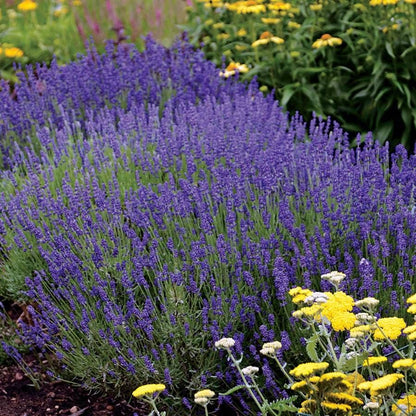 Lavandula 'Hidcote Blue'