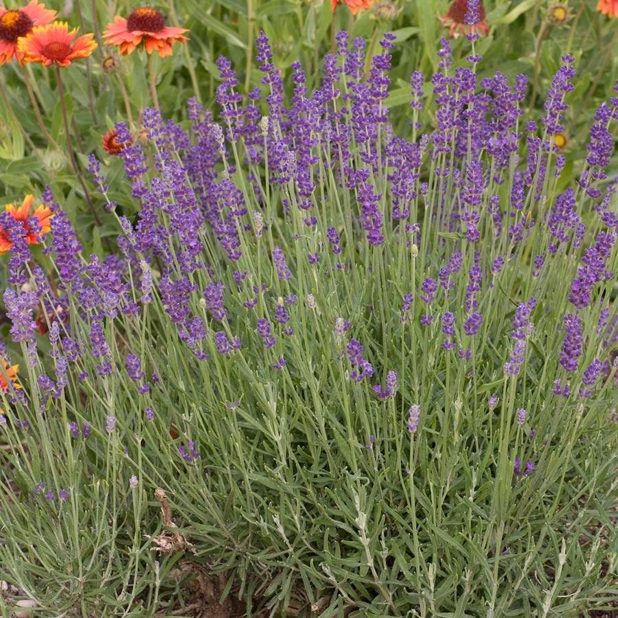 Lavandula 'Hidcote Blue'