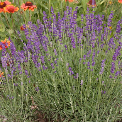 Lavandula 'Hidcote Blue'