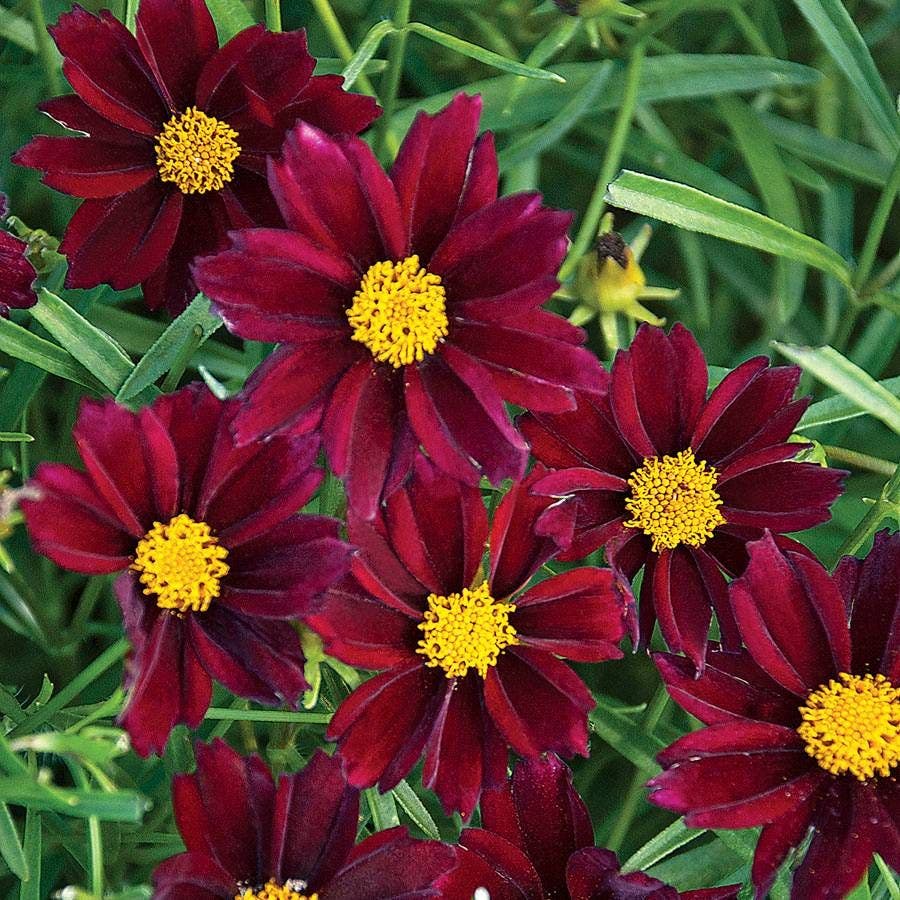 Coreopsis Rising Sun Coreopsis Seeds | Shop 16 Varieties – Park Seed