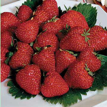 Fragaria 'Jewel'
