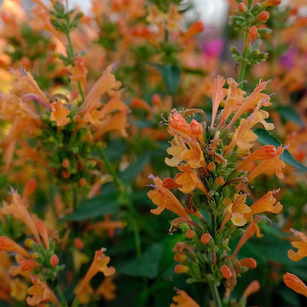HUMMINGBIRD MINT Seeds (Agastache Aurantiaca) - Anise Hyssop, Perennial, FREE SHIPPING