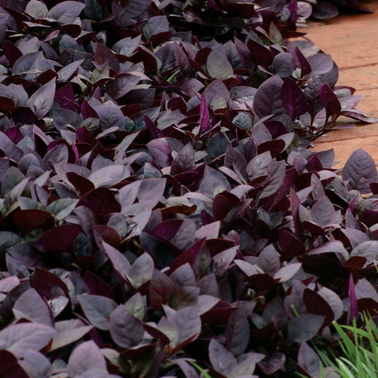 Purple Prince Alternanthera Seeds