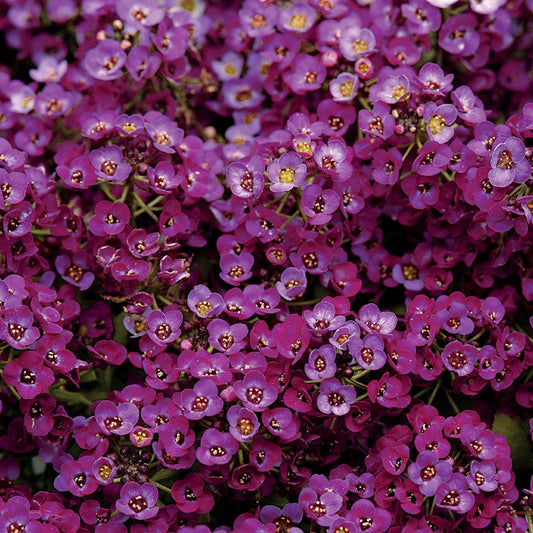 Clear Crystal® Purple Shades Sweet Alyssum Seeds