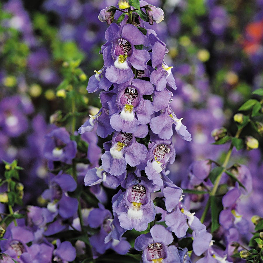 Serena® Blue Angelonia Seeds – Park Seed