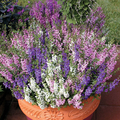 Serena® Mix Angelonia Seeds
