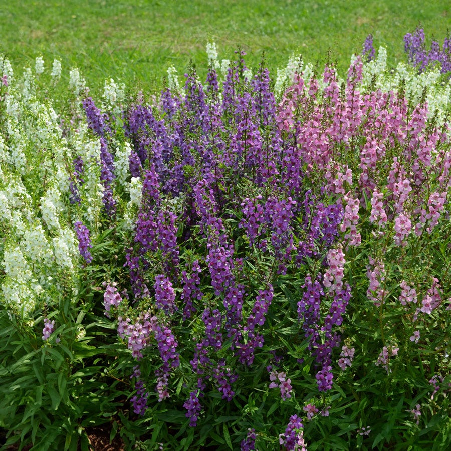 Serena® Mix Angelonia Seeds