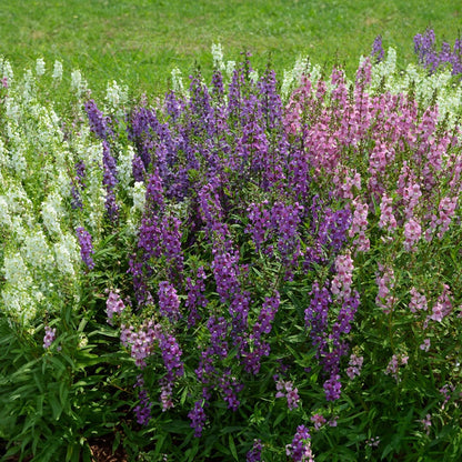 Serena® Mix Angelonia Seeds
