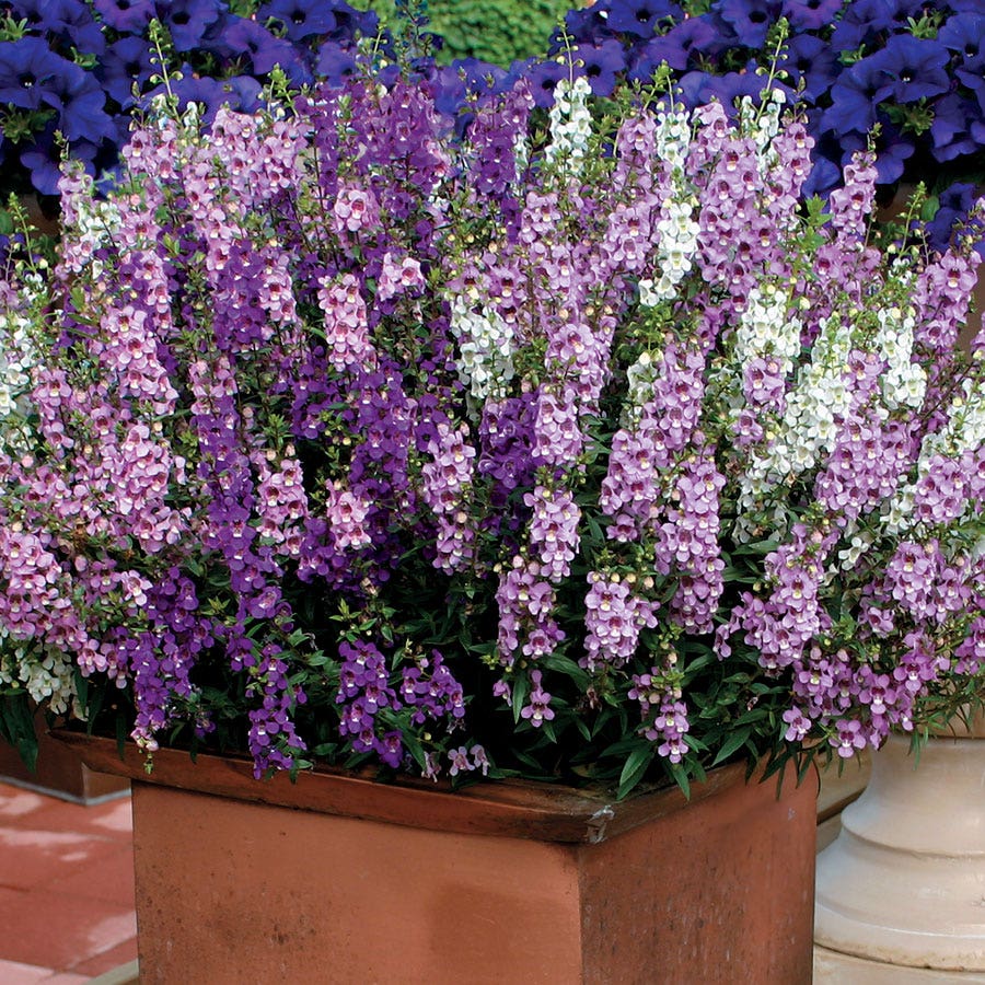 Serena® Mix Angelonia Seeds