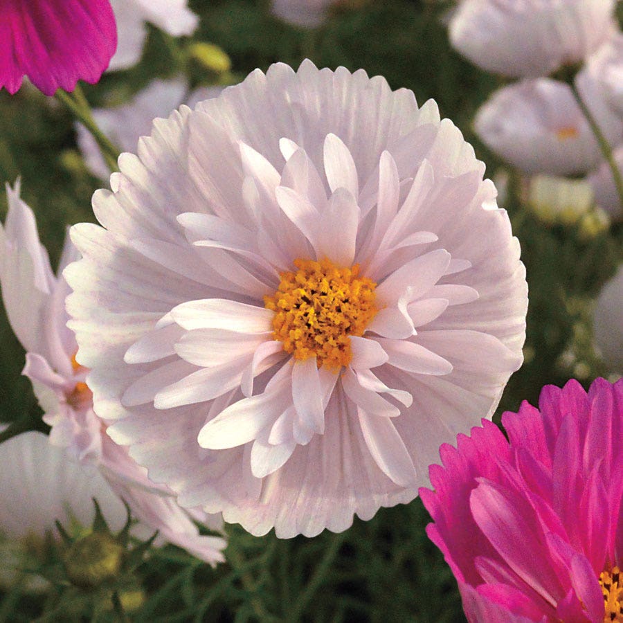 Cosmos bipinnatus 'Cupcakes and Saucers Mix' Seeds