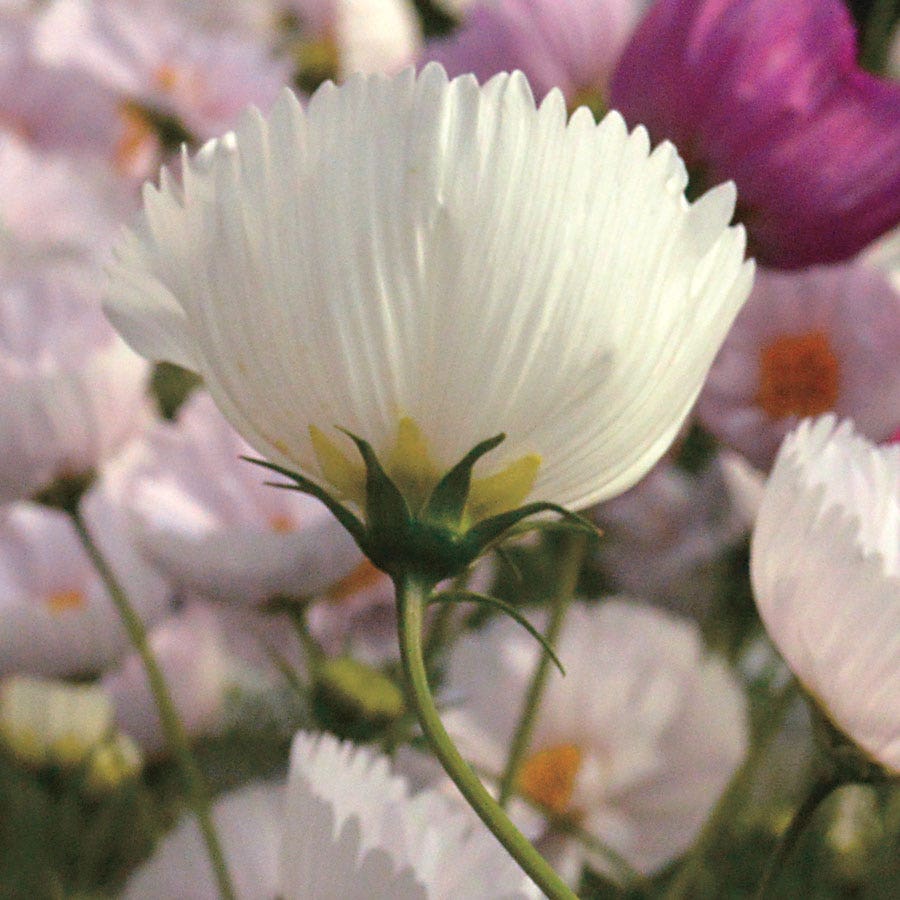 Cosmos bipinnatus 'Cupcakes and Saucers Mix' Seeds