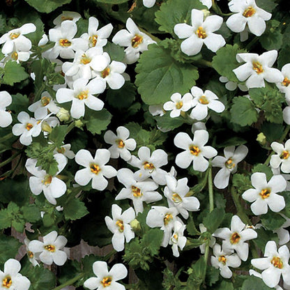 black and gold hanging planter Snowtopia® Bacopa Seeds – Park Seed