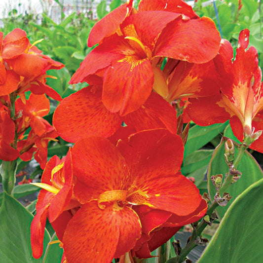 South Pacific™ Scarlet Canna Seeds