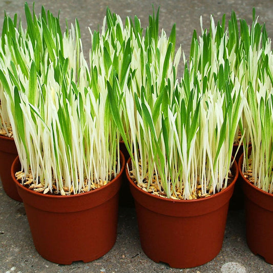 Cat Grass Seeds