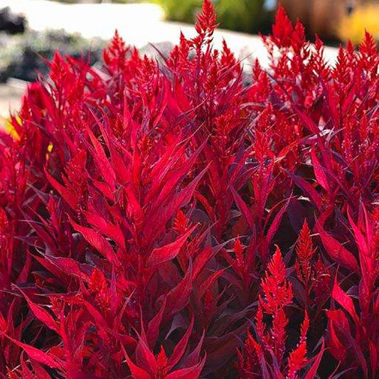Dragon's Breath® Celosia Seeds