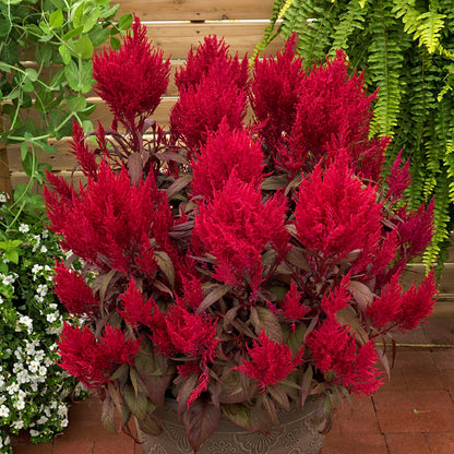 Dragon's Breath® Celosia Seeds