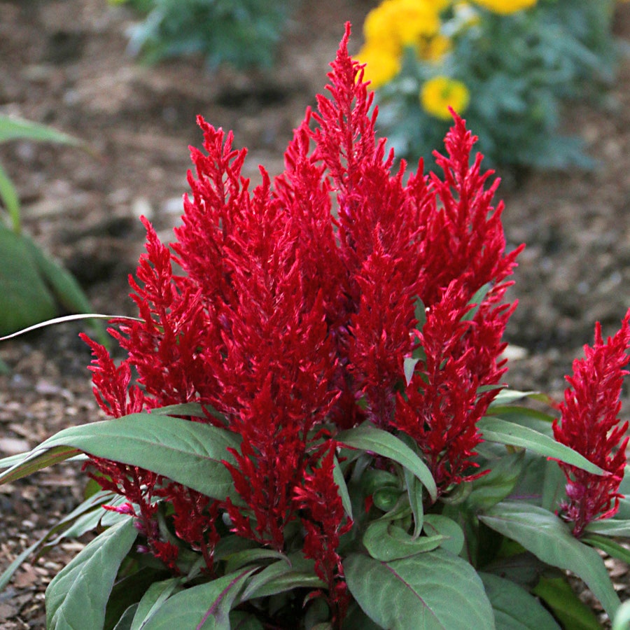 Dragon's Breath® Celosia Seeds