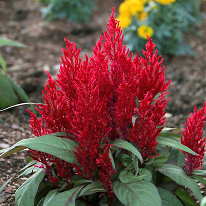 Dragon's Breath® Celosia Seeds