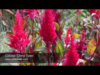 China Town Celosia Seeds