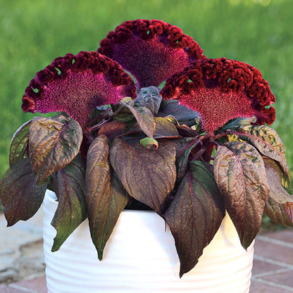 Dracula Celosia Seeds