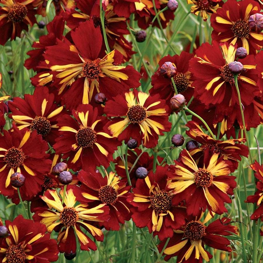 Roulette Coreopsis Seeds – Park Seed