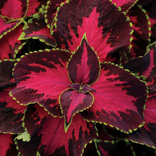 Chocolate Covered Cherry Coleus Seeds