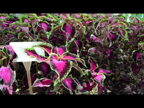 Chocolate Covered Cherry Coleus Seeds