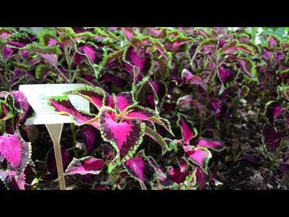 Chocolate Covered Cherry Coleus Seeds