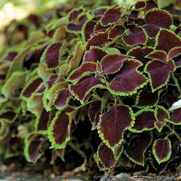 Chocolate Mint Coleus Seeds