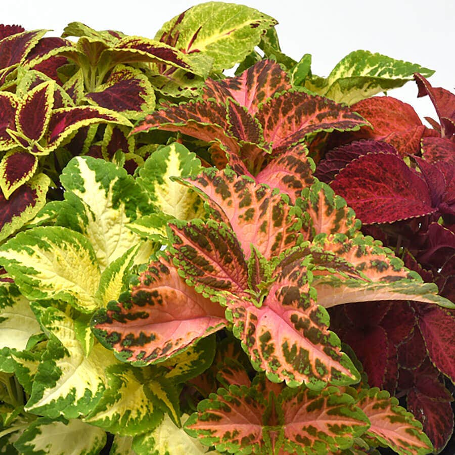 Wizard® Select Mix Improved Coleus Seeds