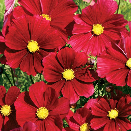'Rubenza' Cosmos Seeds