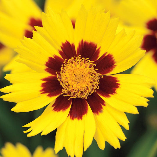 SunKiss Coreopsis Seeds