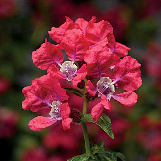 Sriracha™ Rose Cuphea Seeds