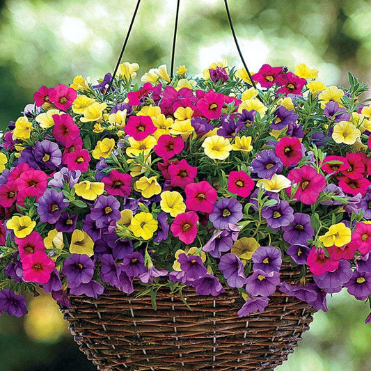 Fuseables® Paradise Island Calibrachoa Seeds