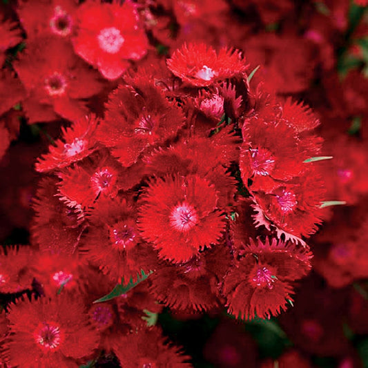 Rockin'™ Red Dianthus Seeds