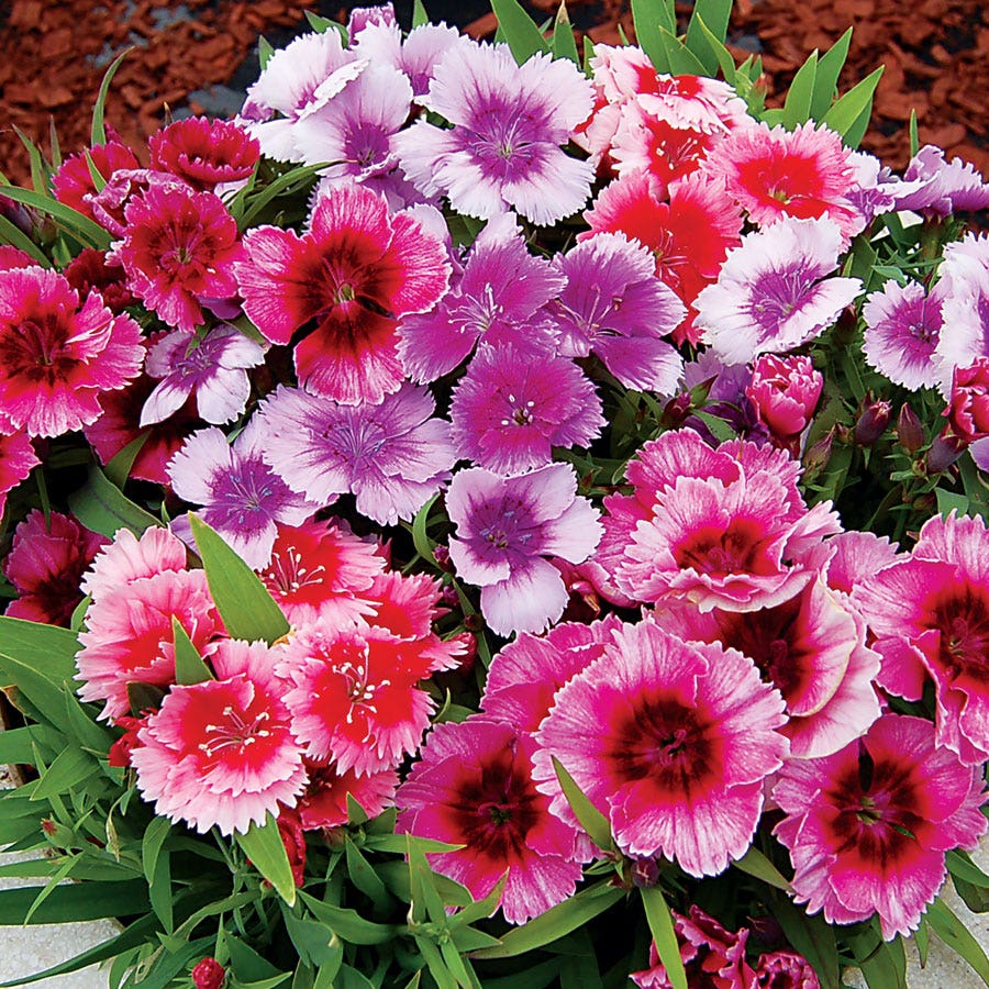 Diana Picotee Mix Dianthus Seeds