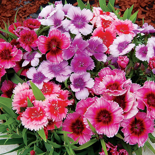 Diana Picotee Mix Dianthus Seeds