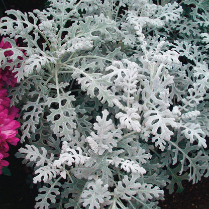 Dusty Miller Silverado Seeds