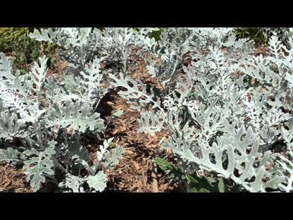 Dusty Miller Silverado Seeds
