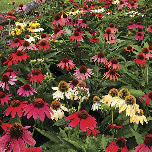 Cheyenne Spirit Coneflower Seeds