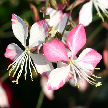 Sparkle White Gaura Seeds