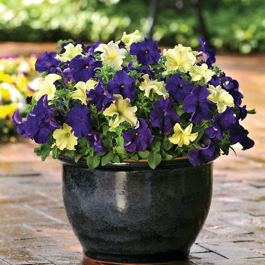 Fuseables® Blueberry Lime Jam Petunia Seeds