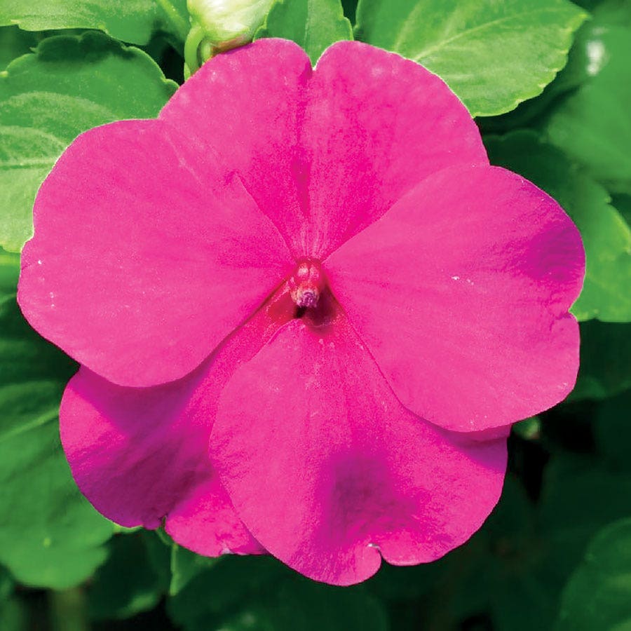 Accent™ Premium Lilac Hybrid Impatiens Seeds