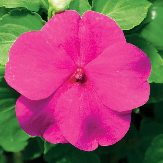 Accent™ Premium Lilac Hybrid Impatiens Seeds