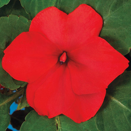 Accent™ Premium Red Hybrid Impatiens Seeds