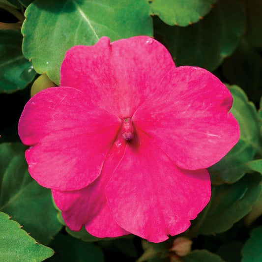 Accent™ Premium Rose Hybrid Impatiens Seeds
